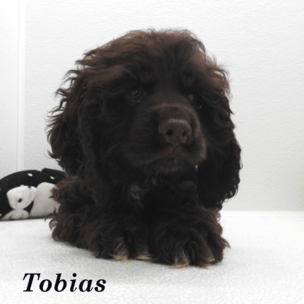 puppy, for, sale, Cocker Spaniel, Joe & Cherri  Overlease, dog, breeder, Miller, MO, dog-breeder, puppy-for-sale, forsale, nearby, find, puppyfind, locator, puppylocator, aca
